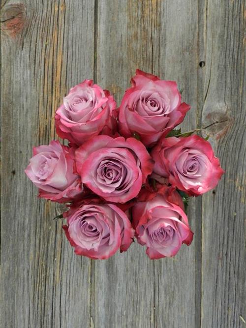 Wholesale Deep Purple Lavender Roses Delivered Online FlowerFarm